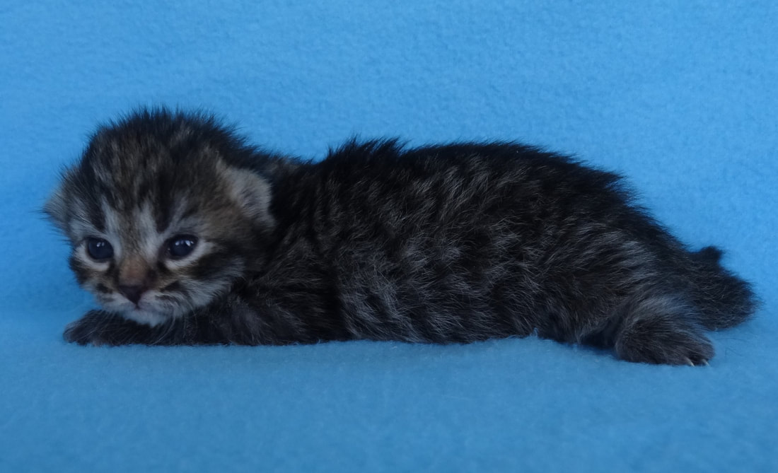Our Kittens Siberian Dynasty Cattery