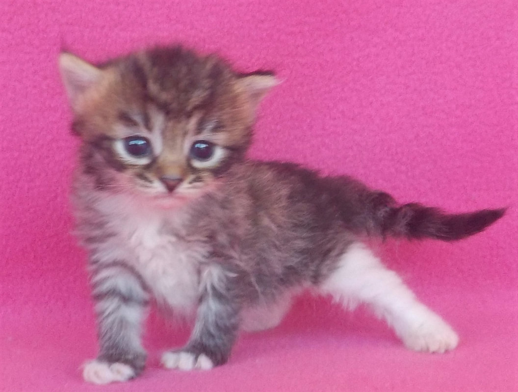 Our Kittens Siberian Dynasty Cattery