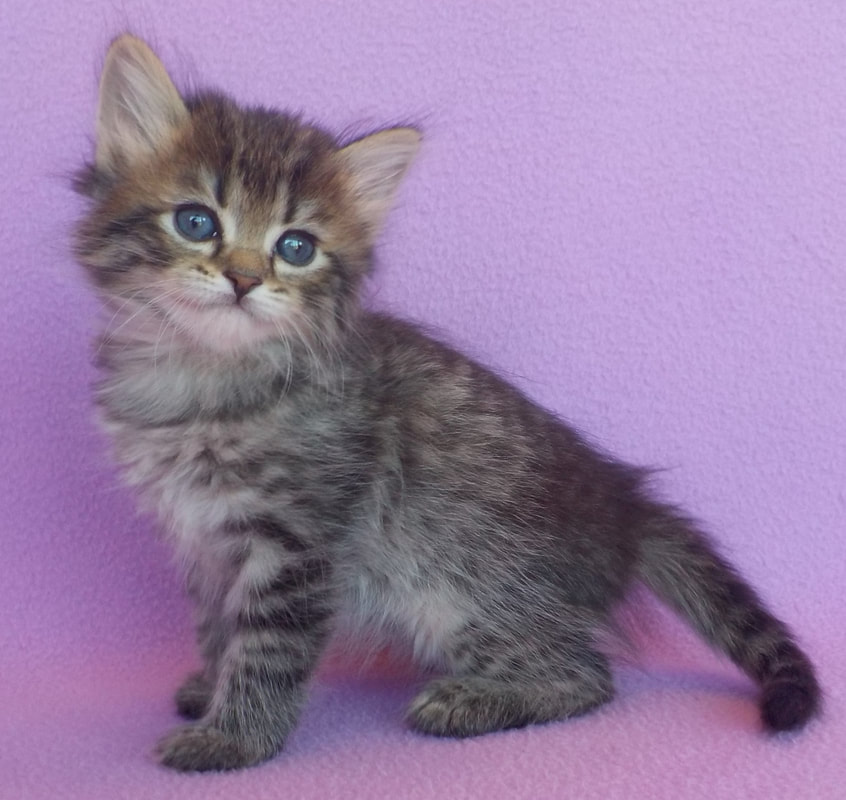 Our Kittens Siberian Dynasty Cattery