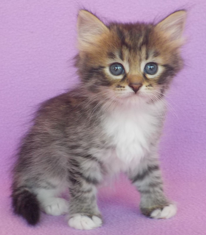 Our Kittens Siberian Dynasty Cattery