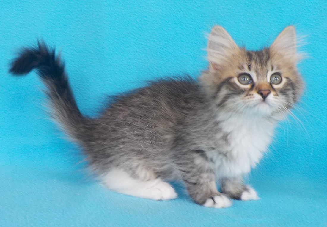 Our Kittens Siberian Dynasty Cattery