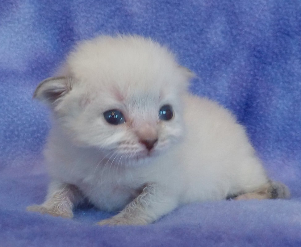Our Kittens Siberian Dynasty Cattery